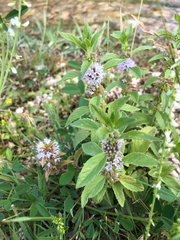 Mentha canadensis