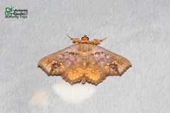 Lopharthrum comprimens