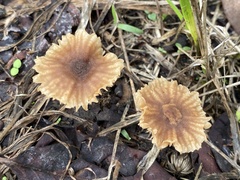 Heliocybe