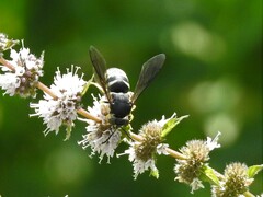 Bicyrtes quadrifasciatus