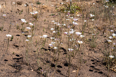 Calochortus venustus
