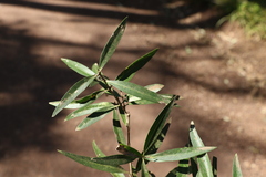 Notelaea microcarpa