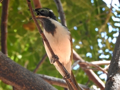 Entomyzon cyanotis