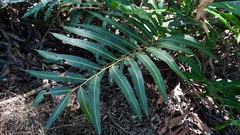 Acrostichum speciosum