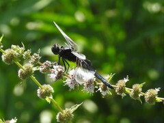 Libellula luctuosa