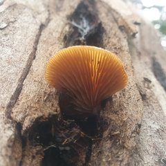 Crepidotus nephrodes