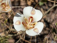Calochortus venustus