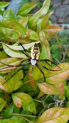 Argiope aurantia