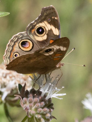 Junonia grisea