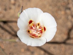 Calochortus venustus