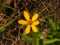 Heliopsis helianthoides