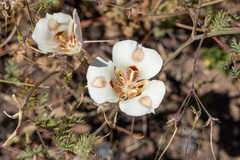 Calochortus venustus