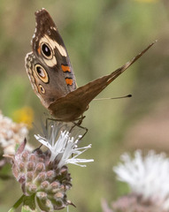Junonia grisea