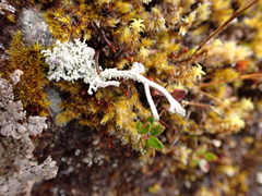 Cladonia