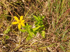 Heliopsis helianthoides