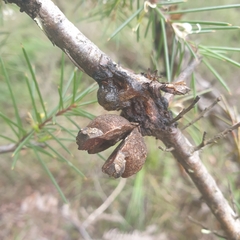 Hakea decurrens physocarpa