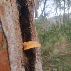 Crepidotus nephrodes