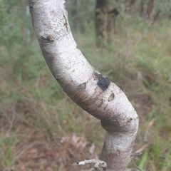 Hakea decurrens physocarpa
