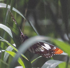 Limenitis lorquini