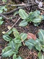 Goodyera oblongifolia