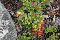 Vaccinium vitis-idaea