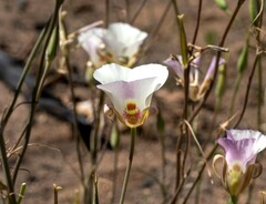 Calochortus venustus