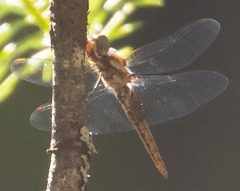 Pantala hymenaea