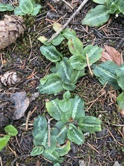 Goodyera oblongifolia