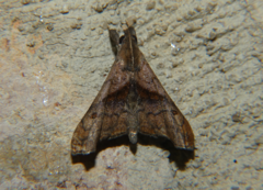 Palthis angulalis