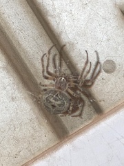 Larinioides sclopetarius