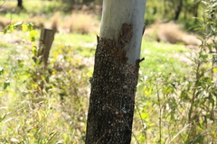Corymbia tessellaris