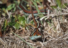 Thamnophis sirtalis tetrataenia