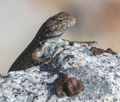 Sceloporus graciosus
