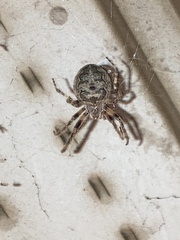 Larinioides sclopetarius