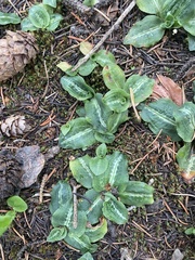 Goodyera oblongifolia