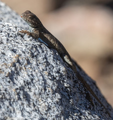 Sceloporus graciosus