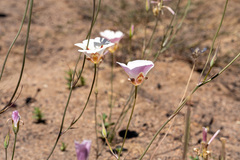Calochortus venustus