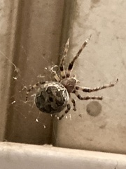 Larinioides sclopetarius