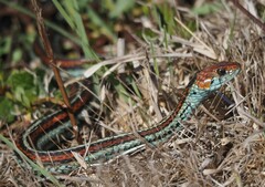 Thamnophis sirtalis tetrataenia