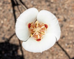 Calochortus venustus