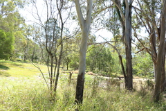 Corymbia tessellaris
