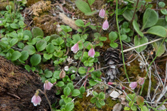Linnaea borealis