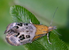 Tebenna gemmalis