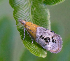 Tebenna gemmalis