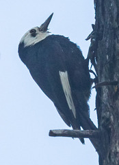 Dryobates albolarvatus