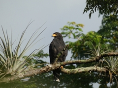 Buteogallus anthracinus