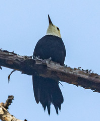 Dryobates albolarvatus