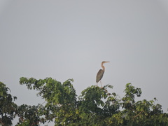 Ardea purpurea