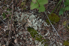 Lecanoromycetes