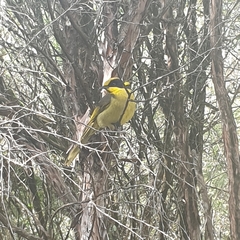 Lichenostomus melanops